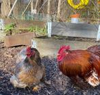 Goud blauw gezoomd cochin koppel, Dieren en Toebehoren, Meerdere dieren, Kip