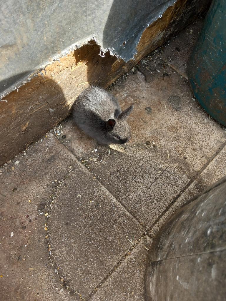 Dwergkonijn, Mâle, Nain, 0 à 2 ans