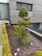 Bonsai te koop, Tuin en Terras, Ophalen
