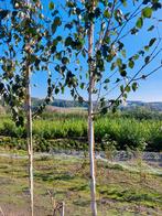 witte berk/ himalaya berk: sierboom, Tuin en Terras, Ophalen, Lente, Overige soorten, 250 tot 400 cm