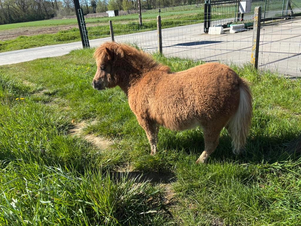 Shetland hengst veulen, Animaux & Accessoires, Poneys, Étalon, 0 à 2 ans