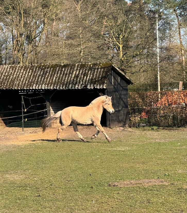 Veelbelovende Fjord merrie met goed karakter, Animaux & Accessoires, Chevaux, Jument