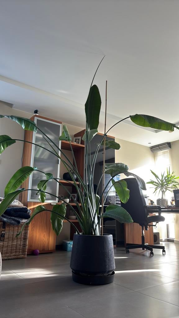 Strelitzia nicolai plant, Maison & Meubles, Plantes d'intérieur, Autres espèces, En pot, Plein soleil, Enlèvement