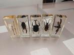 Set insecten in kubus van hars 11 cm x 4,5 cm x 3 cm, Ophalen