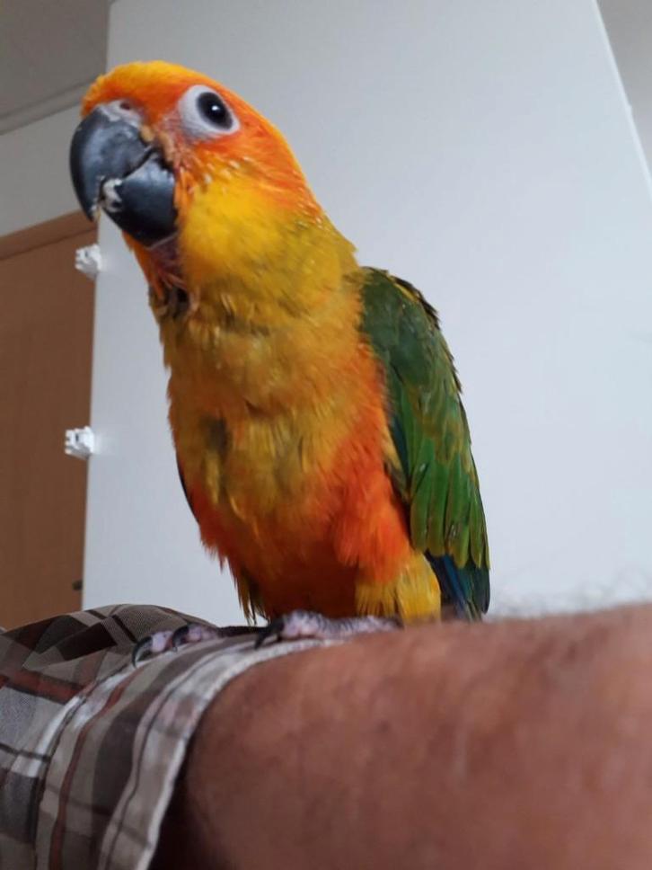 Perruche soleil élever à la main, Animaux & Accessoires, Oiseaux | Perruches & Perroquets, Perruche, Domestique