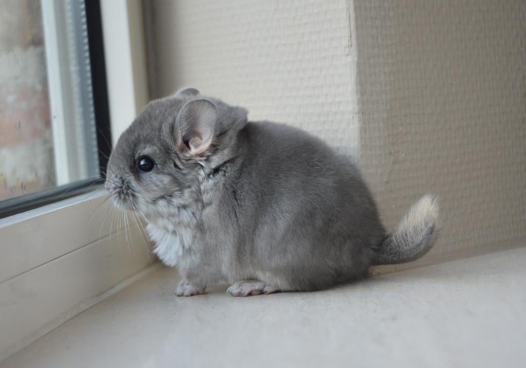chinchilla bokjes, Animaux & Accessoires, Rongeurs, Février, Mâle, Chinchilla