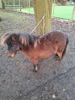 Mini schetland hengstje 75 cm, Dieren en Toebehoren