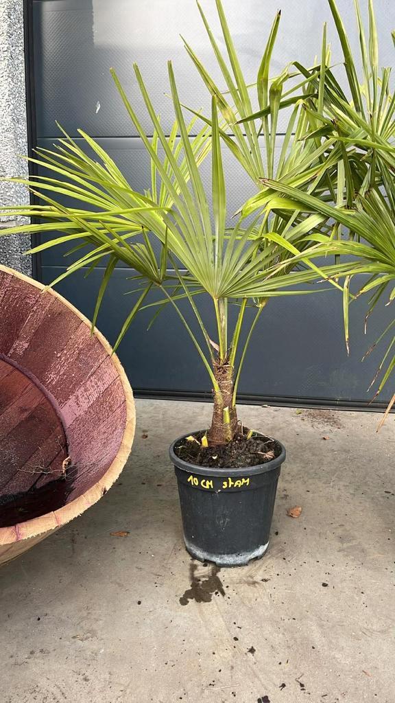 ‼️palmbomen trachycarpus fortunei aan promoprijzen‼️, Tuin en Terras, Planten | Tuinplanten, Ophalen