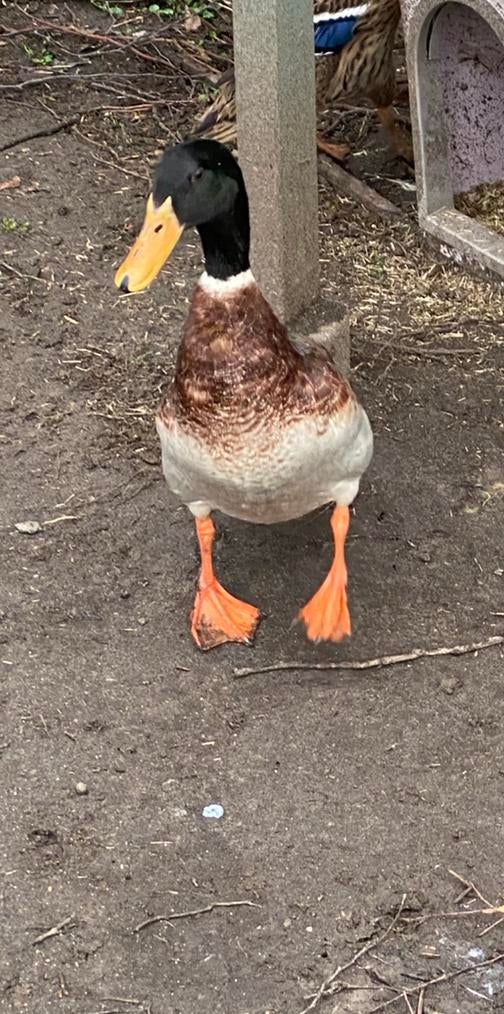 Indische loopeend, Dieren en Toebehoren, Mannelijk, Eend