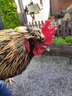 Haantje., Dieren en Toebehoren, Pluimvee