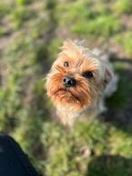beaux Yorkishires pour la relocalisation, Animaux & Accessoires, Étranger, 3 à 5 ans, Yorkshire Terrier, Plusieurs animaux