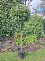 Echte laurier op stam., Tuin en Terras, Planten | Bomen, Ophalen