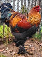 Koppel Brahma meerzomig patrijs tentoondtellingkweek, Dieren en Toebehoren, Pluimvee