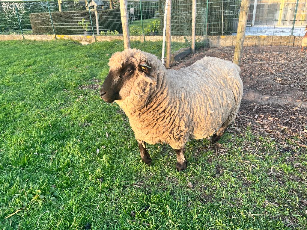 Hampshire down ooi, Dieren en Toebehoren, Schapen, Geiten en Varkens, Schaap, Vrouwelijk, 3 tot 5 jaar