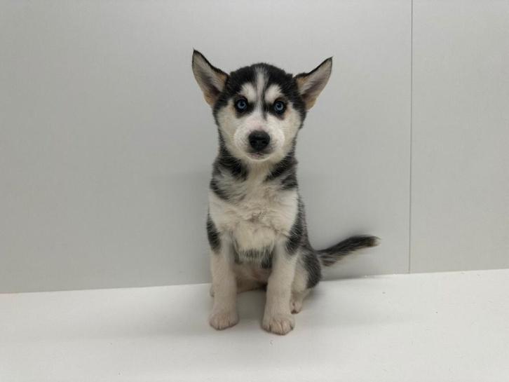 Siberische Husky pups - korthaar, Dieren en Toebehoren, Honden | Poolhonden, Keeshonden en Oertypen, Meerdere dieren, Poolhond