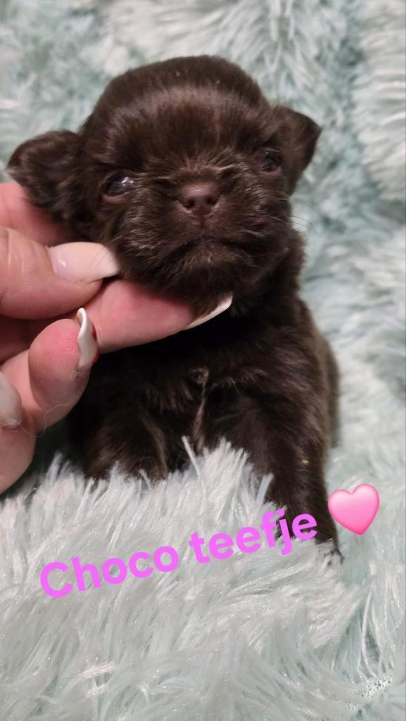 Prachtige  langharige chihuahua pups, Dieren en Toebehoren, Honden | Chihuahua's en Gezelschapshonden, Meerdere dieren, Chihuahua