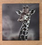 Photo de girafe sur plexiglas | peinture sur verre - décorat, Enlèvement ou Envoi, Comme neuf, 50 à 75 cm, Imprimé