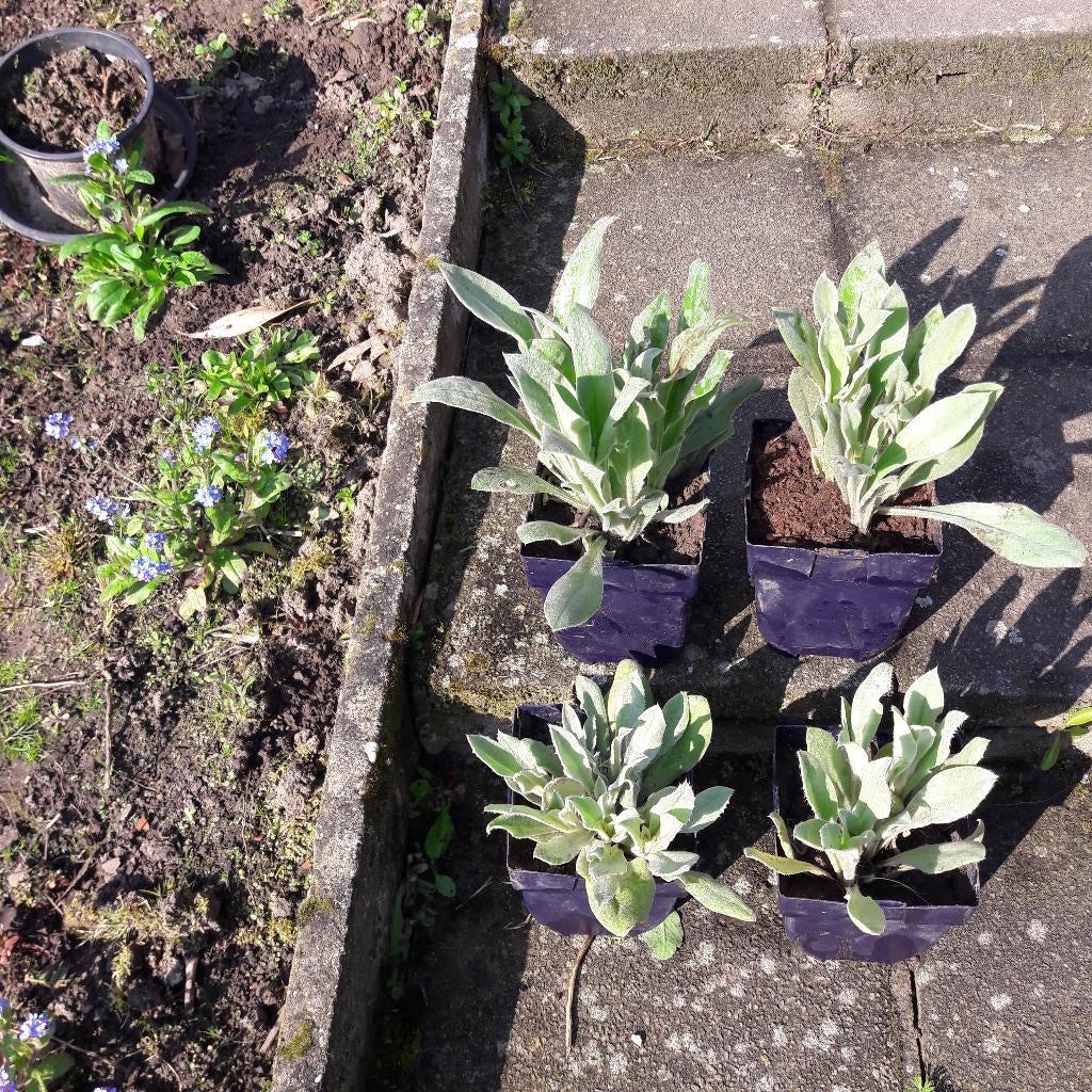 prikneuzen vaste plant, Tuin en Terras, Ophalen, Vaste plant