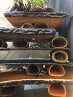 L46, Dieren en Toebehoren, Vissen | Aquariumvissen