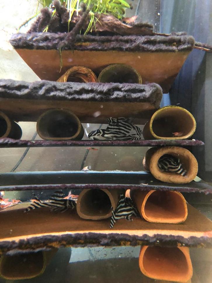 L46, Dieren en Toebehoren, Vissen | Aquariumvissen