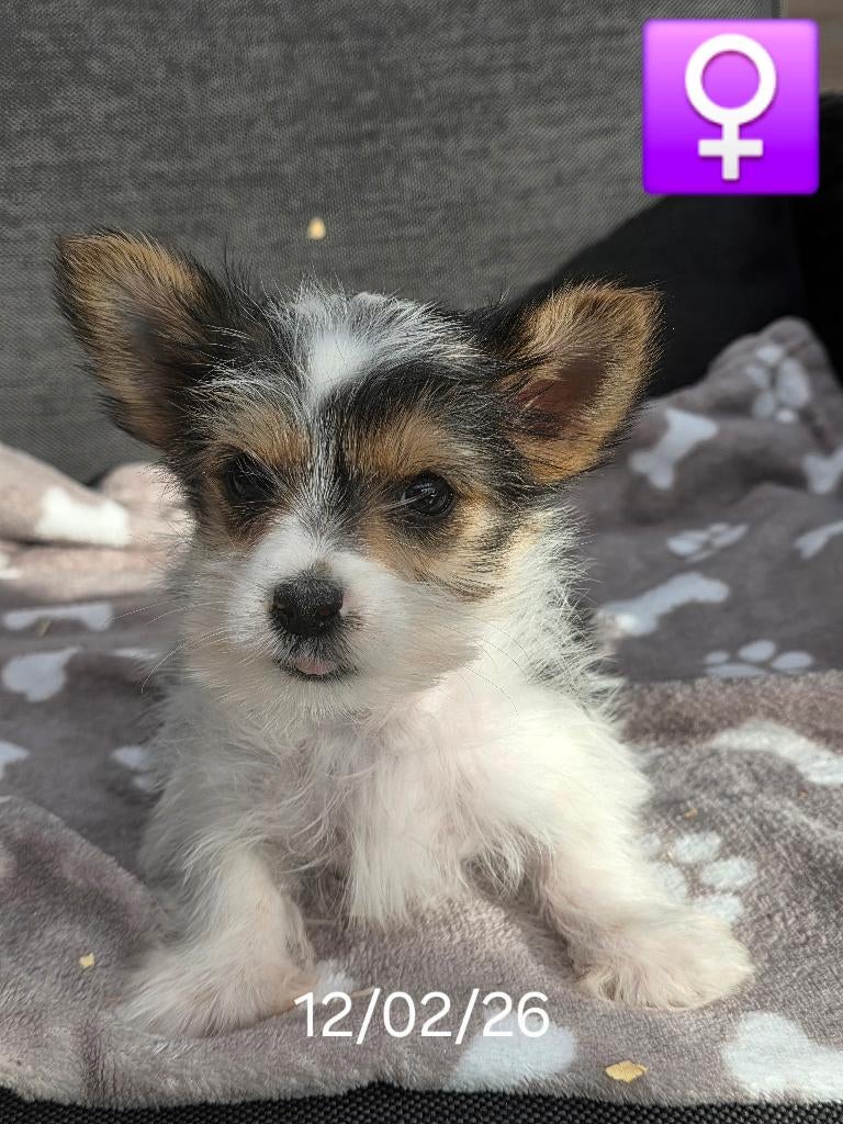 biewer yorkshire, Dieren en Toebehoren, Honden | Jack Russells en Terriërs, Meerdere dieren, Yorkshire Terriër, Fokker | Professioneel