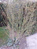 Grote hibiscusplant met roze bloemen, Tuin en Terras, Ophalen