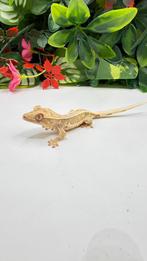 Gecko a crete wimpergekko, Animaux & Accessoires, Reptiles & Amphibiens