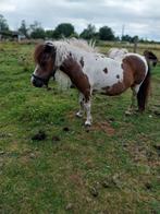 Amha en nmprs merrie NXS  Infamous  24 jaar, Dieren en Toebehoren, Merrie