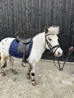 Appaloosa Shetlander à vendre, 11 ans ou plus, Débourré, Jument, Avec pedigree