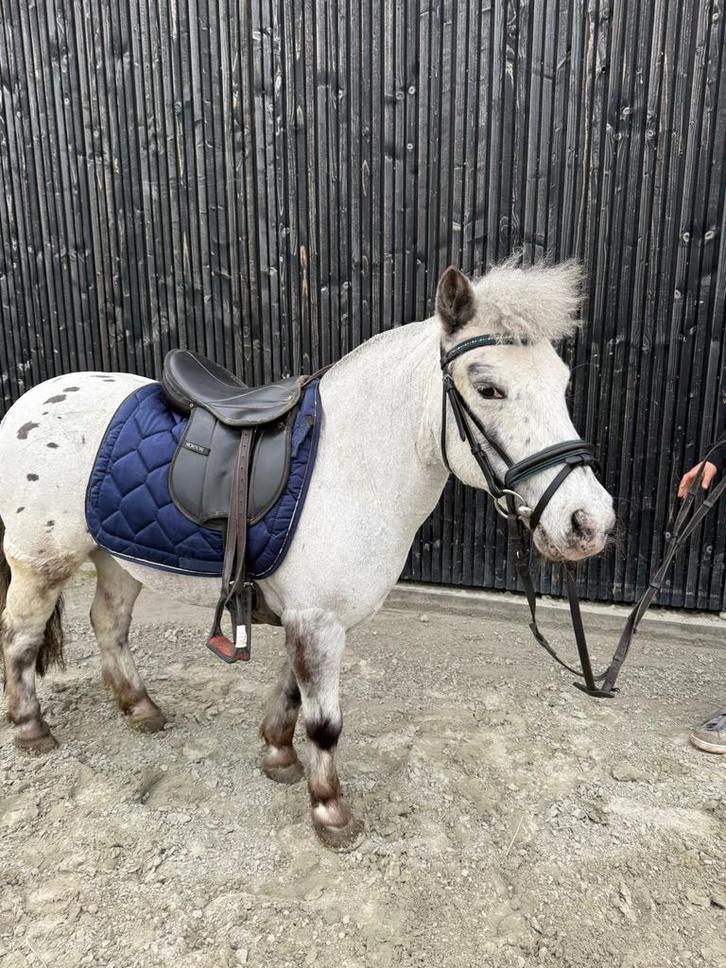 Appaloosa Shetlander à vendre, Animaux & Accessoires, Poneys, Jument, Débourré, Poney A (jusqu'à 1.17 m), 11 ans ou plus, Avec pedigree