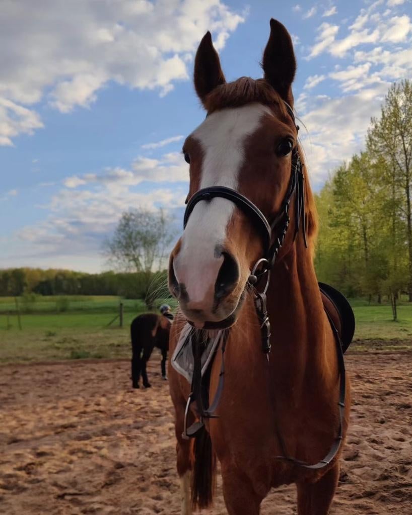 Halve stalruiter gezocht, Dieren en Toebehoren, Paarden, Ruin, B, 7 tot 10 jaar