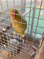 Halsbandparkiet, Dieren en Toebehoren