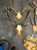 Geweien hert, Antiek en Kunst, Ophalen