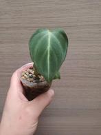 Philodendron gloriosum 'zebra', Huis en Inrichting, Kamerplanten, Ophalen of Verzenden