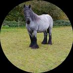 Boerenpaard_drachtige_ fokmerrie, Dieren en Toebehoren, Paarden en Pony's | Dekhengsten en Fokmerries, Merrie