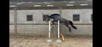 Getalenteerde jonge sport merrie, Animaux & Accessoires, Chevaux, Avec pedigree, 170 à 175 cm, Non dressé, Cheval de saut