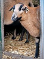 Cameroen schaap vrouw, Schaap