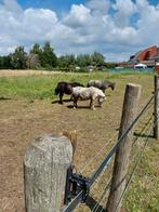 Gezocht te huur hoeve met wat grond, Immo