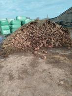 Voederbieten, Zakelijke goederen, Landbouw | Veevoer, Ophalen