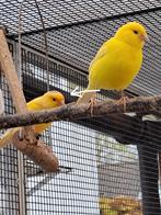 Kanaries mannen, Dieren en Toebehoren, Vogels | Kanaries, Mannelijk, Zangkanarie