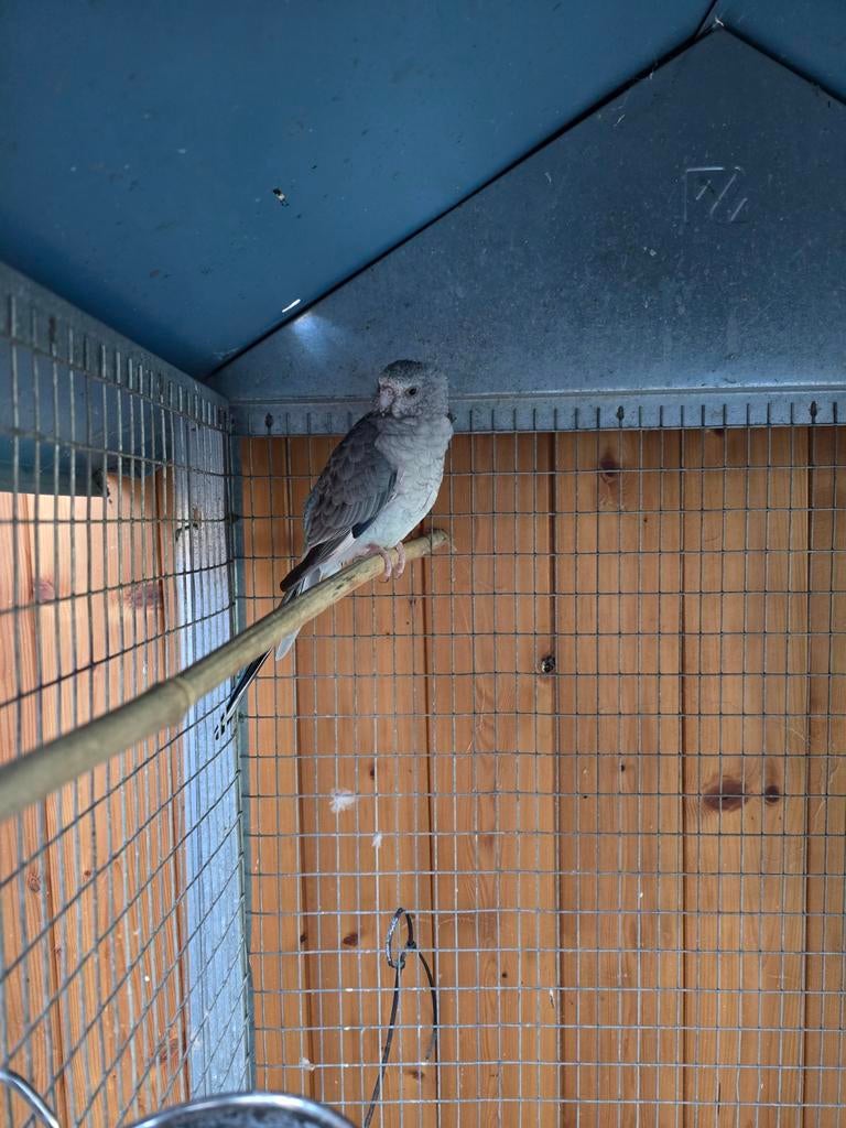 2 poppen roodrugparkiet te koop