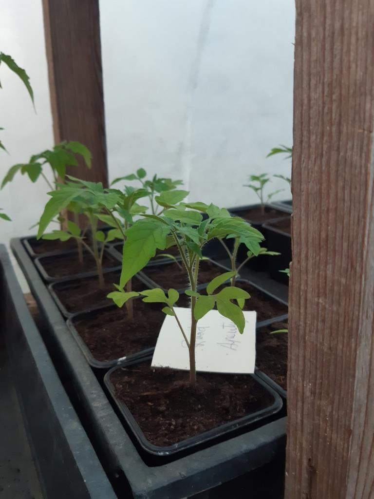 Tomateplanten, Jardin & Terrasse, Plantes | Jardin, Enlèvement