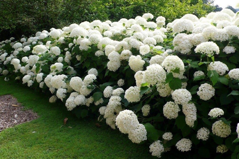 Hortensia Annabelle, Enlèvement, Arbuste