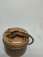 Dark harlequin wimpergekko