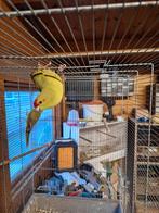 Kakariki's, Dieren en Toebehoren, Vrouwelijk, Parkiet, Geringd