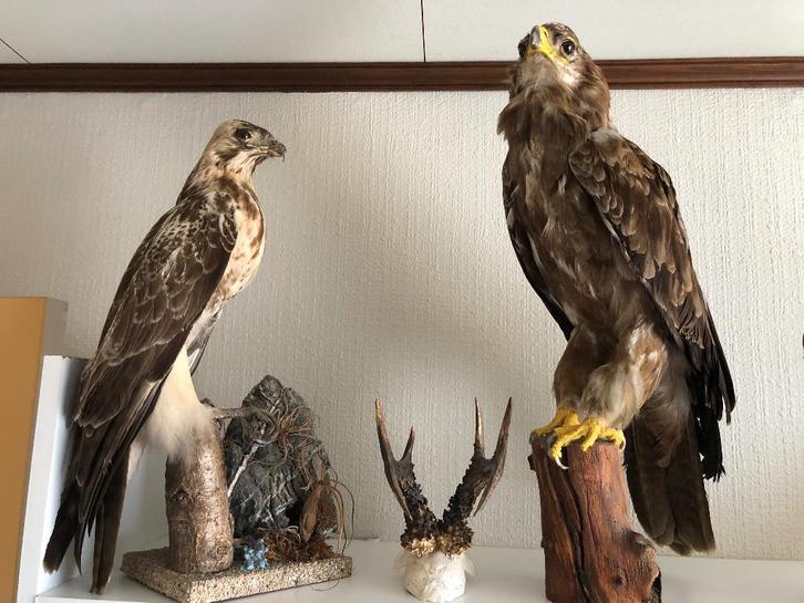 Taxidermie - Uniek aanbod!, Verzamelen, Dierenverzamelingen, Ophalen