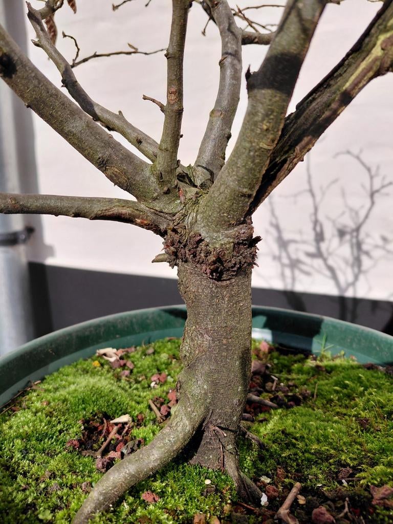 Carpinus betulus - bonsai, Tuin en Terras, Ophalen