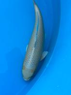 Prachigge Sansai Yamabuki kweker maruyju - 2e prijs BKS, Dieren en Toebehoren