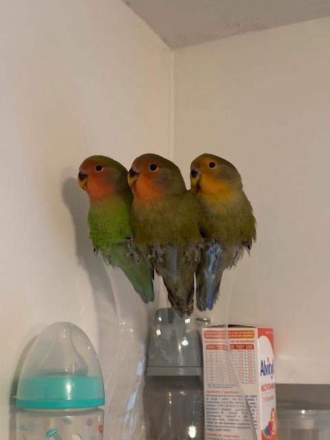 3 Dwergpapegaaien met kooi, Dieren en Toebehoren, Vogels | Parkieten en Papegaaien, Dwergpapegaai of Agapornis, Meerdere dieren