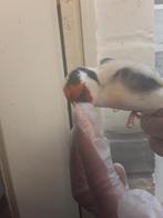 Chardonneret   Major, Mâle, Oiseau tropical, Bagué